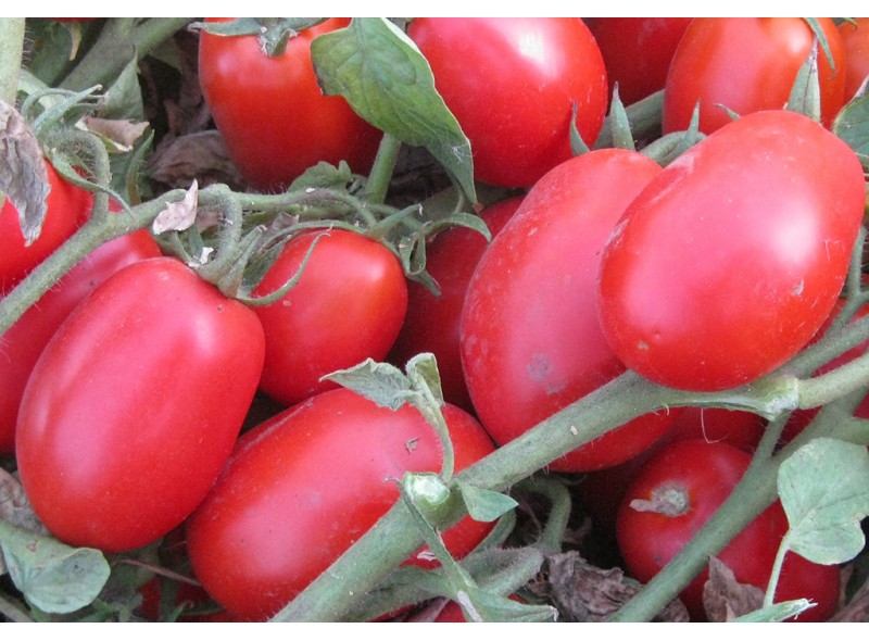Семена томата 1509 F1 (5000 семян), Lark Seeds